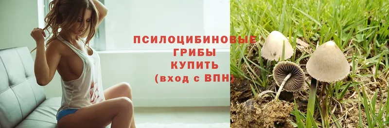 Псилоцибиновые грибы Psilocybine cubensis  Лянтор 